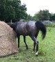 Horse Rubs Up on Hay