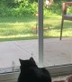 Chipmunk Teases Cat at Door