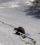 Beaver Helps Clean Up Cut Down Trees