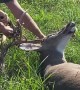 Big Buck Rescued From Entanglement