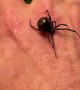 Holding a Giant Black Widow