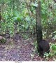 Black Bear Teaches Her Cub to Leave Scent
