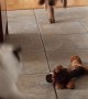 Puppy with Zoomies Runs into Cat