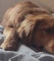 Tank the Golden Retriever Puppy Punches the Bed