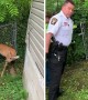 Police rescue deer stuck in a fence