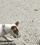 Little Crab Stands Up to Curious Dog