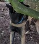 Diego the Belgian Malinois Wants the Stick Attached to Tree