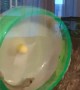 Flying Gecko Playing on Hamster Wheel