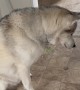 Husky Catches a Mouse