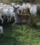 Deer Gets Herded Along With Sheep