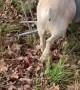 Finkle the Goat Gets Stuck Playing in Chair