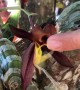 Touching a Catasetum Orchid