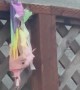 Homophobic Squirrel Stole Our Pride Flag