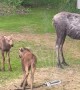 Baby Moose Gets Bossy Around Sprinkler