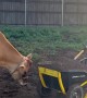 Moomoo the Dirt Lovin' Cow