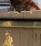 Black Bear Climbs Over Backyard Fence in South Lake Tahoe
