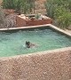 Loyal Dog Helps Dude in Pool