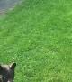 Cat Sees Bear For the First Time