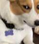 Corgi Gives the Ultimate Side-Eye