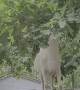 Goat Climb on Car to Reach Tree Branch