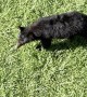 Black Bear Lies Back for Belly Scratch