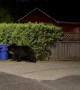 Bentley The Bear Gets Into Compost Bin