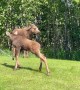 Frisky Moose Calves Play in Sprinkler