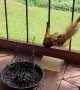 Freeing a Squirrel From a Bird Feeder