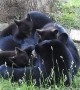 Black Bear Cubs Nursing in the Blue Ridge Mountains