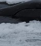 Floe Edge Bowhead Whale Sighting