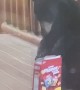 Bear Steals Cheez-Its on Patio