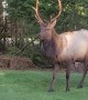 Bull Elk Battles Wheelbarrow