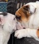 English Bulldogs' Epic Face Off