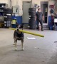 Shop Dog is a Pro Baseball Batter