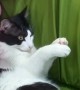 Cat Claps Along to Happy Birthday Song