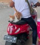 Cat Follows Owner to Moped and Hops on For a Ride