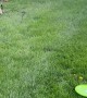 Nala the Golden Puppy Falls Trying to Catch Frisbee