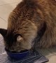 Handsome Maine Coon Cat Drinks From His Paws