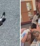 Police rescue baby skunk from roadway