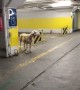 Finding a Sheep in a Parking Garage