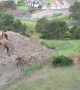 Baby Elk Play King of the Hill on Oregon Coast