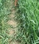 Vizsla Jumping into Grass Looking at Friend in Slow-Mo