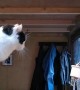 Cat Needs a Gentle Toss to Reach Food Perch