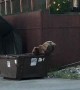 Frustrated Bear Tries Breaking into Dumpster