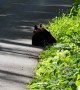 Couple of Cubs Wrestle in the Road