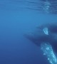 Humpback Whale Swims With Calf