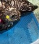 Hawk Helped Out of Pool