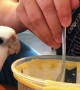 Soup the Cockatiel Head Bangs to Spoon Taps