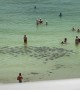 School of Sting Rays Swim By Beachgoers