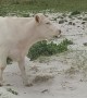 Cow Caught Munching on Plastic Rope